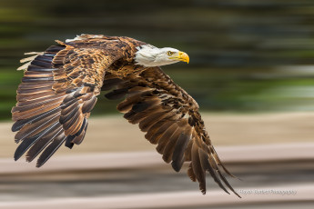 Картинка животные птицы+-+хищники птичка