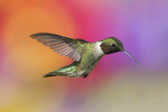 Картинка животные колибри птичка