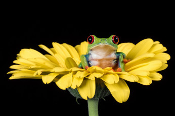 Картинка животные лягушки лягушка