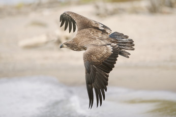 Картинка животные птицы+-+хищники птичка