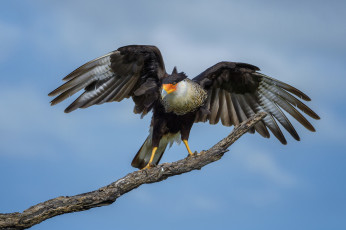 Картинка животные птицы+-+хищники птичка