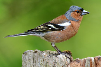 Картинка животные птицы птичка