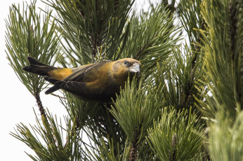 Картинка животные птицы птичка