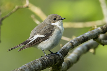 Картинка животные птицы птичка