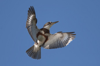 Картинка животные птицы птичка