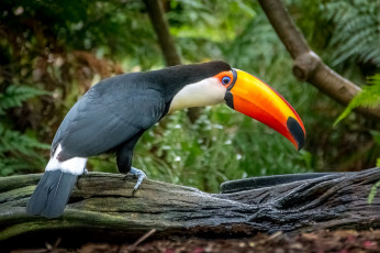 Картинка животные туканы птичка