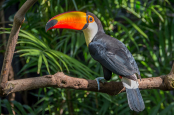 Картинка животные туканы птичка