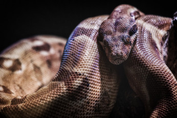 Картинка животные змеи +питоны +кобры удав