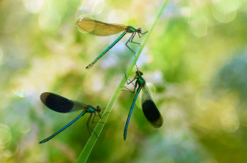 Картинка животные стрекозы