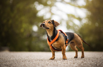 Картинка животные собаки пес