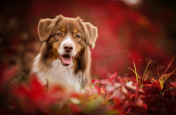 Картинка животные собаки пес