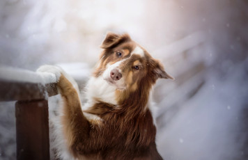 Картинка животные собаки пес