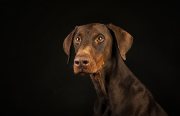 Картинка животные собаки пес