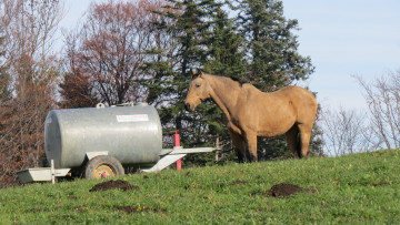 Картинка животные лошади лошадь