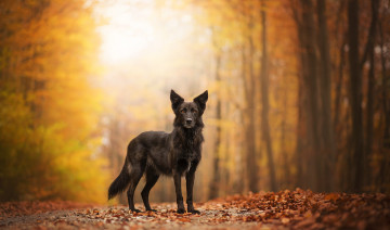 Картинка животные собаки пес