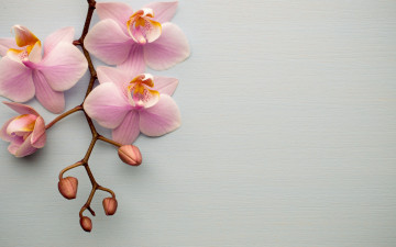 Картинка цветы орхидеи экзотика