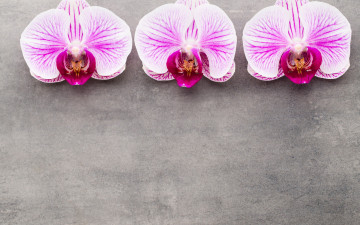 Картинка цветы орхидеи трио
