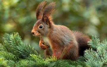 Картинка животные белки грызуны млекопитающее елка белка