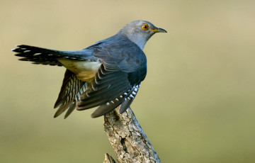 Картинка животные птицы птичка