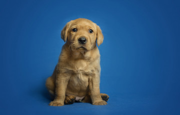 Картинка животные собаки пес