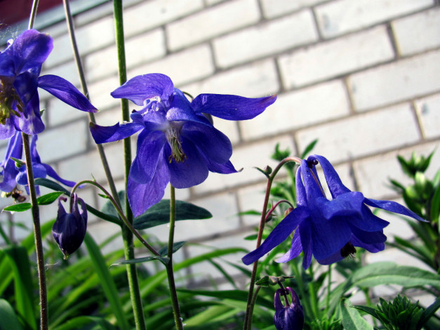 Обои картинки фото цветы, аквилегия , водосбор, синий