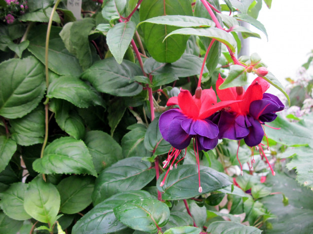 Обои картинки фото цветы, фуксия, лиловый, розовый