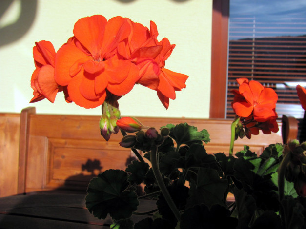 Обои картинки фото цветы, герань, алый