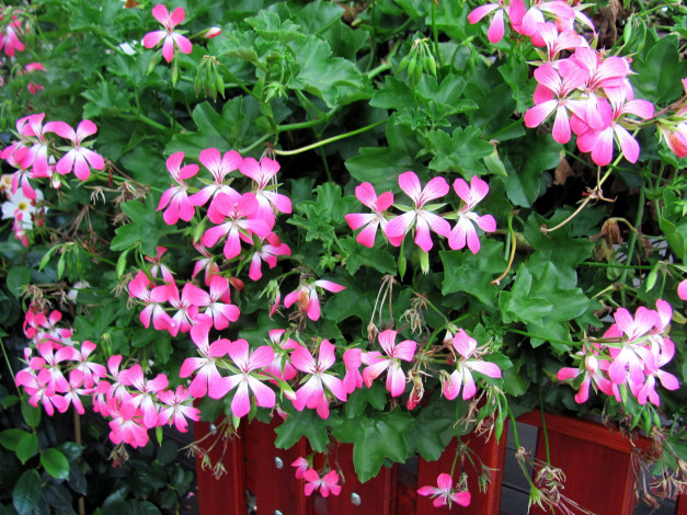 Обои картинки фото цветы, герань, розовый