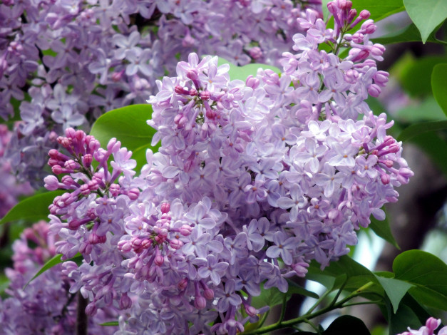 Обои картинки фото цветы, сирень, ветка, весна