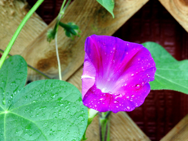 Обои картинки фото цветы, вьюнки,  ипомеи, капли, макро