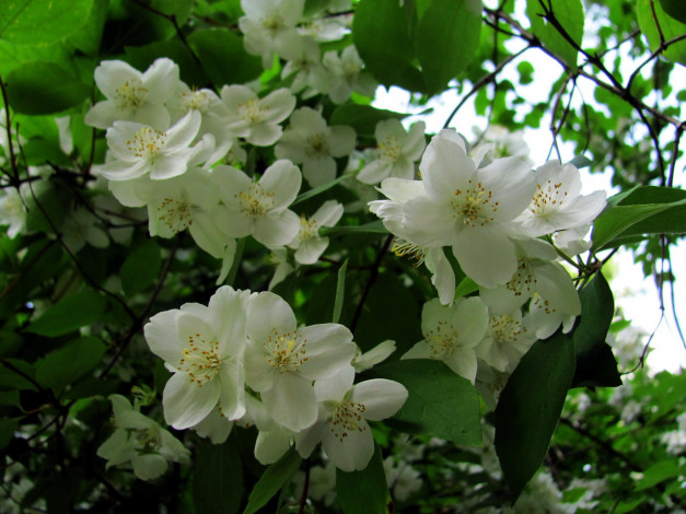 Обои картинки фото цветы, жасмин, белый