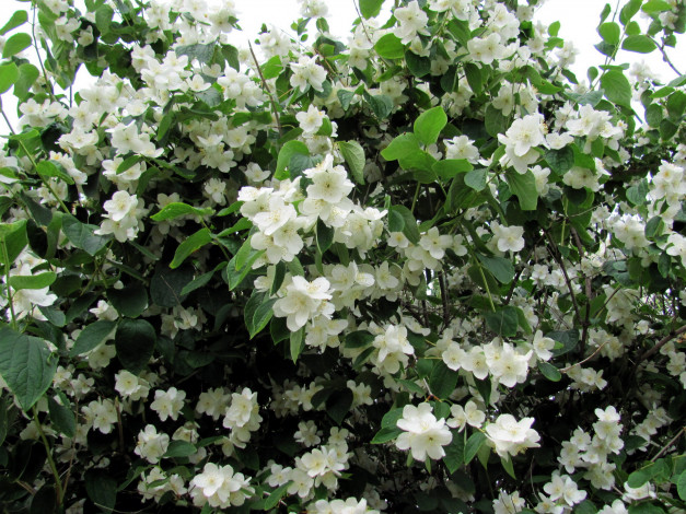 Обои картинки фото цветы, жасмин, белый