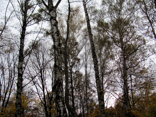 Обои картинки фото природа, деревья, березы