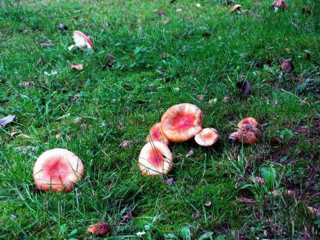 Обои картинки фото природа, грибы,  мухомор, семейка