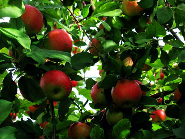 Обои картинки фото природа, плоды, яблоки