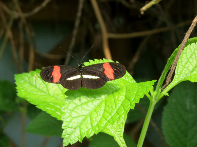 Обои картинки фото животные, бабочки,  мотыльки,  моли, бабочка