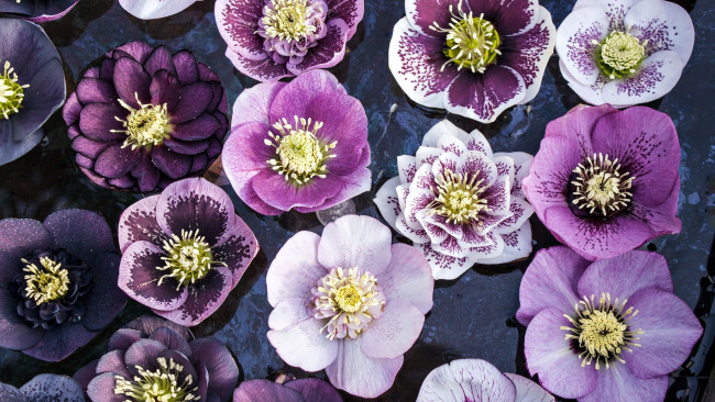 Обои картинки фото цветы, геллеборус , морозник