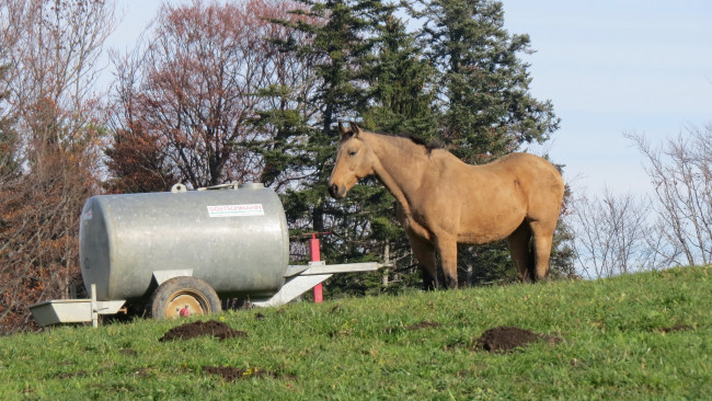 Обои картинки фото животные, лошади, лошадь