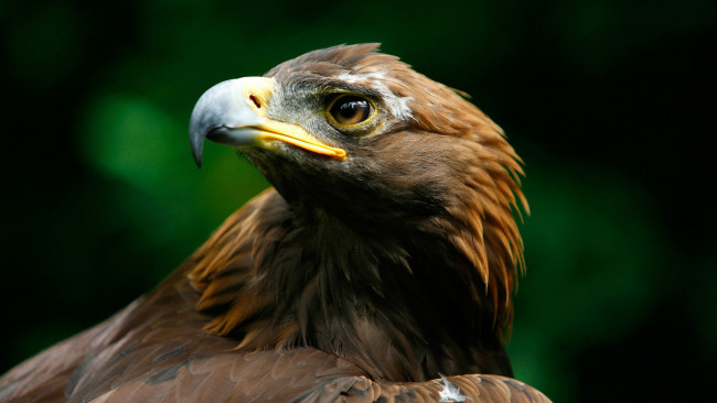 Обои картинки фото животные, птицы - хищники, голова, перья, клюв, хищник, птица, орёл