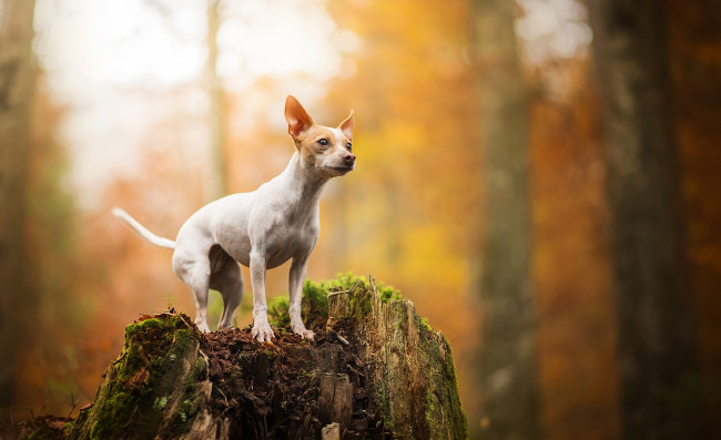 Обои картинки фото животные, собаки, пес