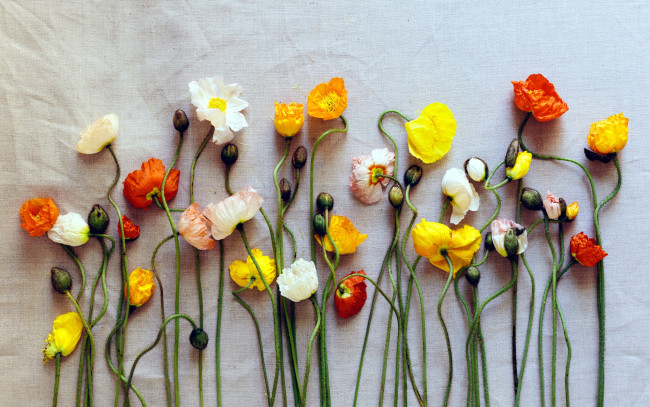 Обои картинки фото цветы, маки, мак, разноцветный