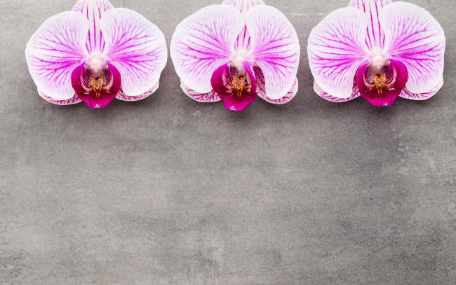 Обои картинки фото цветы, орхидеи, трио