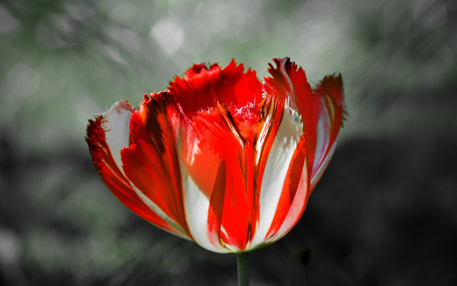 Обои картинки фото цветы, тюльпаны, тюльпан, макро