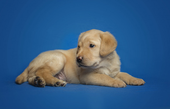 Обои картинки фото животные, собаки, пес