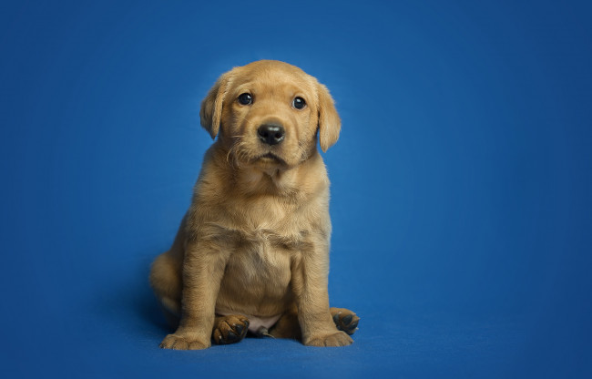 Обои картинки фото животные, собаки, пес