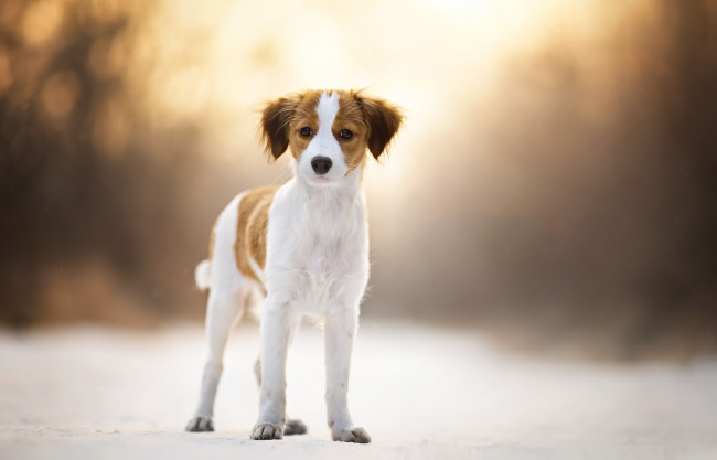 Обои картинки фото животные, собаки, пес