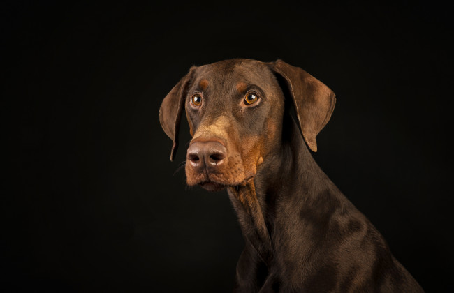 Обои картинки фото животные, собаки, пес