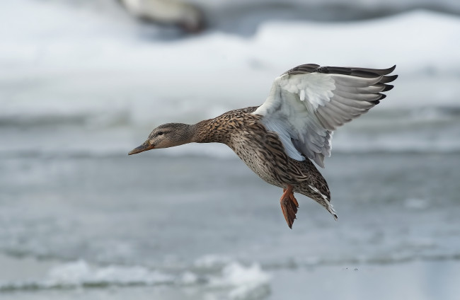 Обои картинки фото животные, утки, птичка