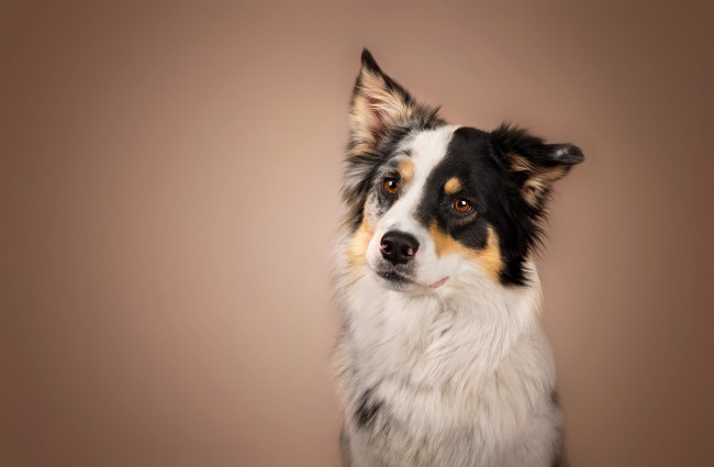 Обои картинки фото животные, собаки, пес