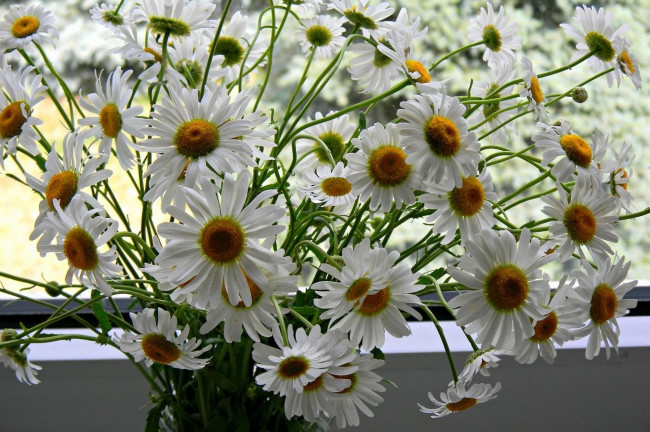 Обои картинки фото ромашки, цветы, букет